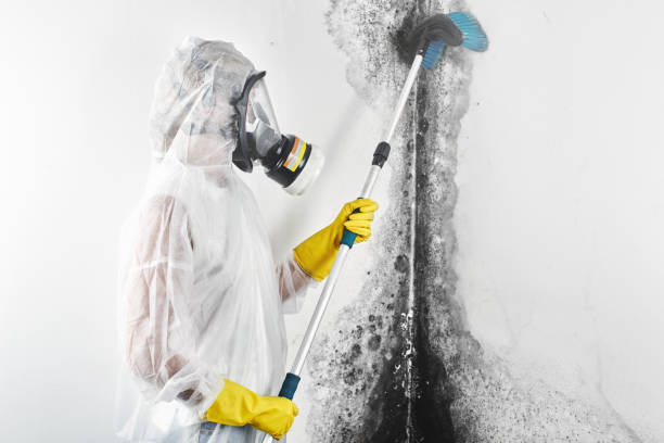Best Mold Removal for HVAC Installations  in Peoria, IL