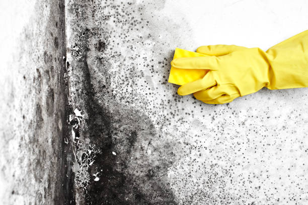 Asbestos and Lead Testing During Mold Inspection in Peoria, IL